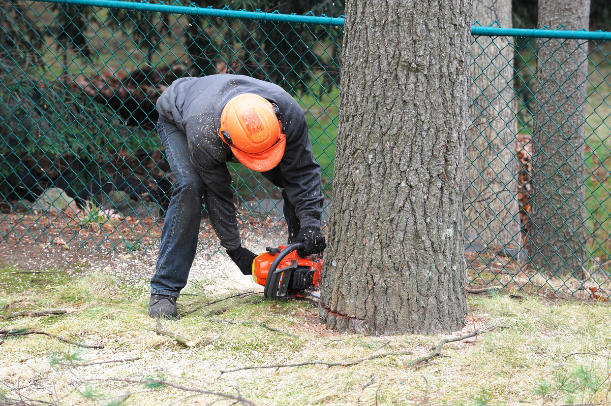 What You Need to Know About Tree Removal