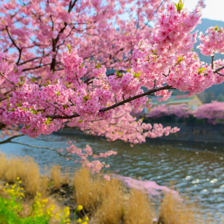 The Best Flowering Trees to Plant in the Yard
