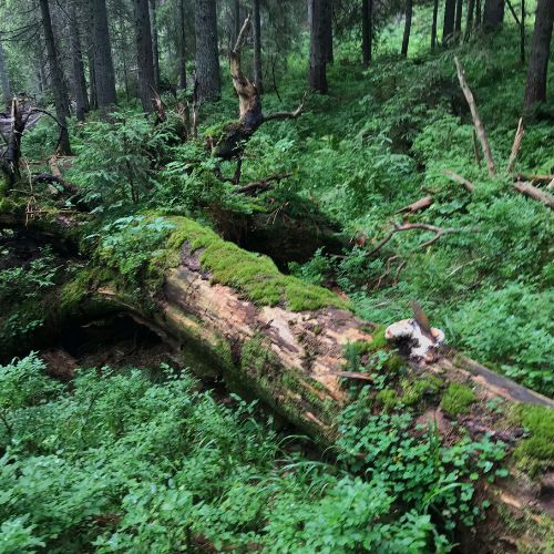 How to Negotiate Tree Removing Costs