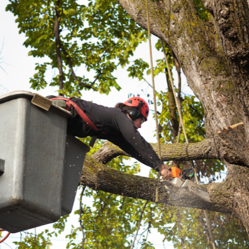 What Are the Costs of Tree Trimming Services in Toronto?