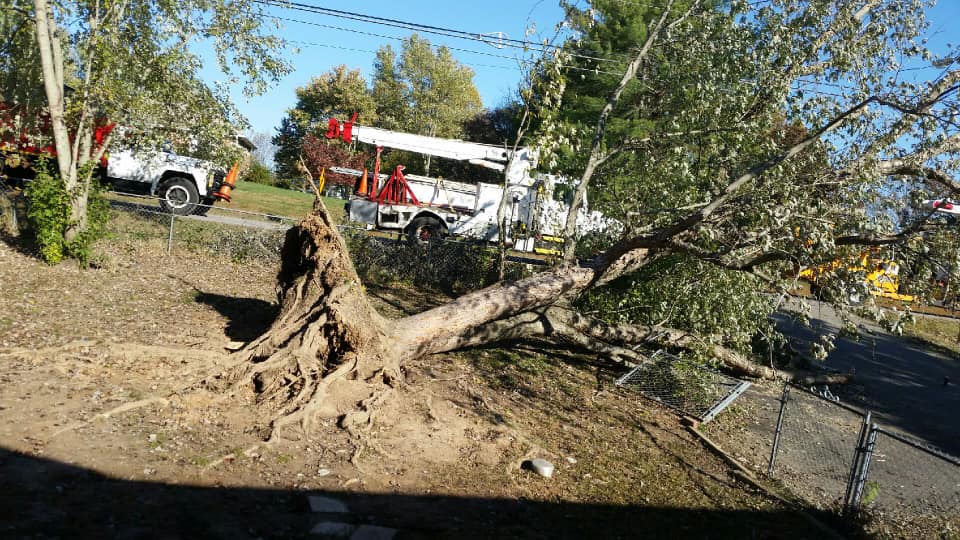Searching For a Tree Service?