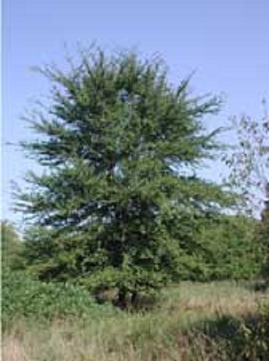 Most Common Trees in Middle Tennessee