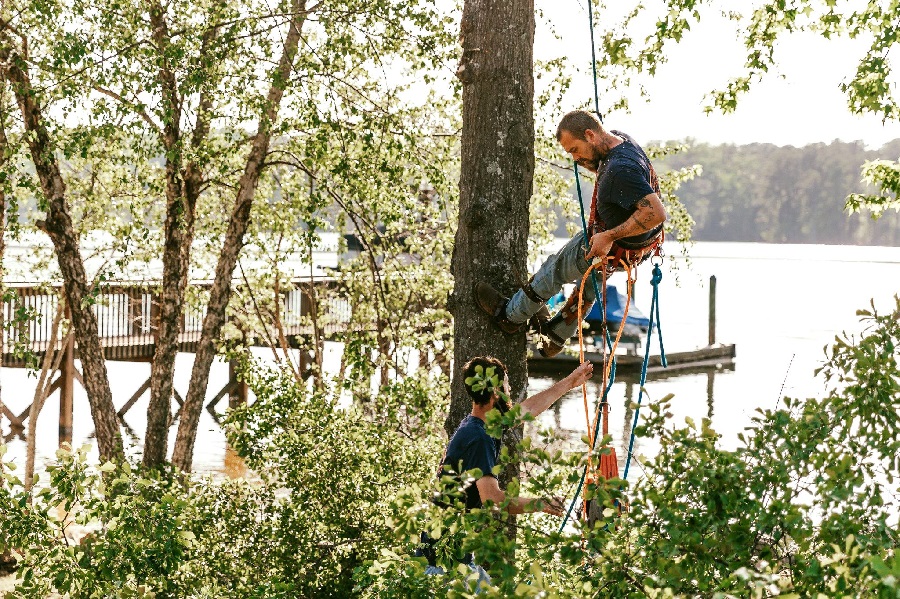 Columbia Tree Removal – Why You Should Hire a Professional