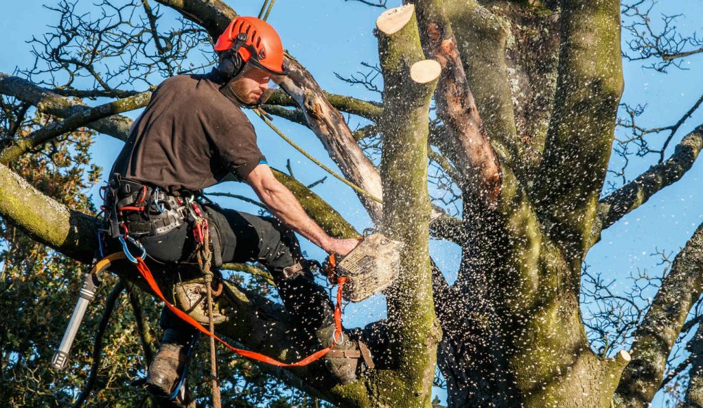 How long does the tree removal process usually take?