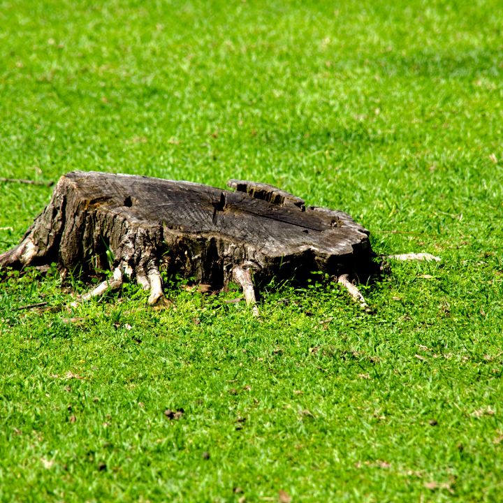 Stump Removal Without Stump Grinding