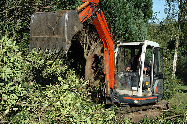 What is land clearing?