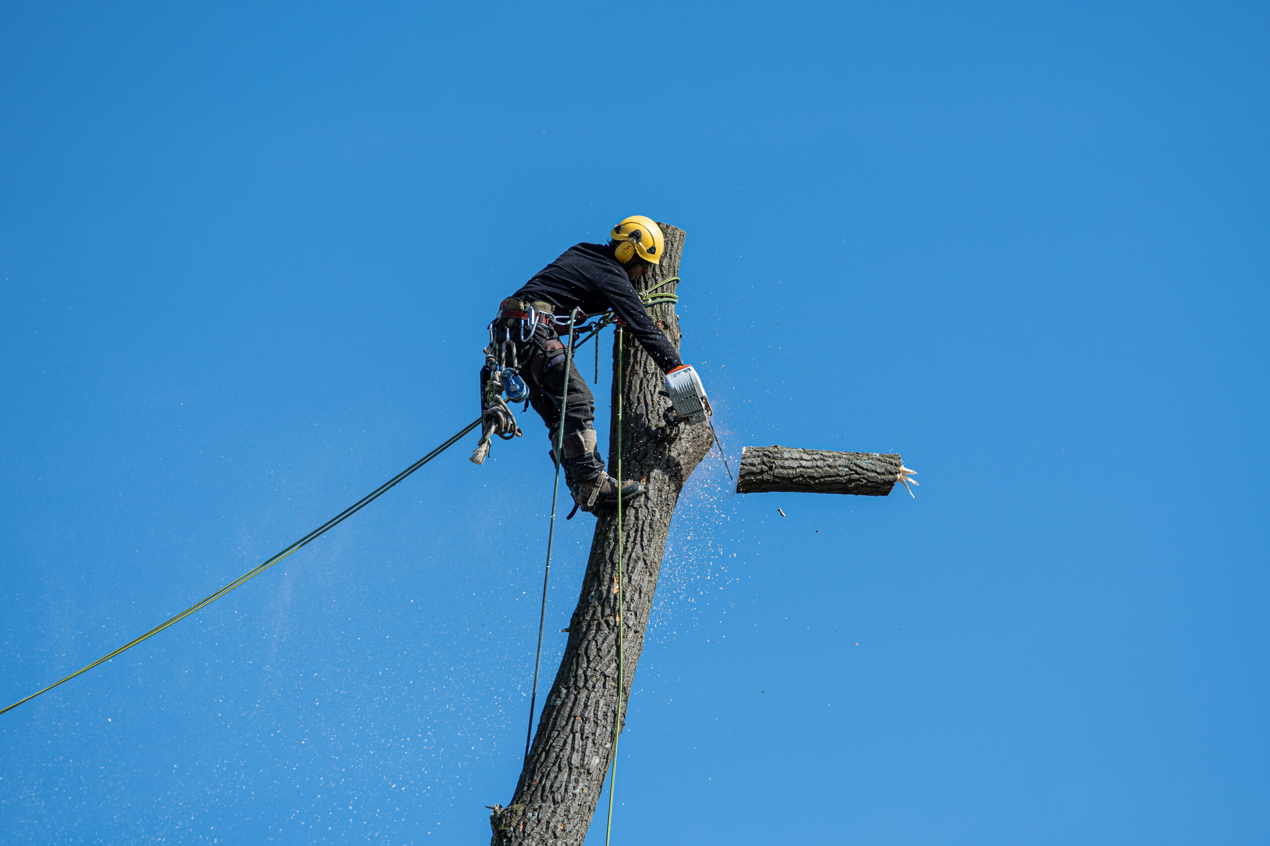 What Equipment is used for Tree Removal?