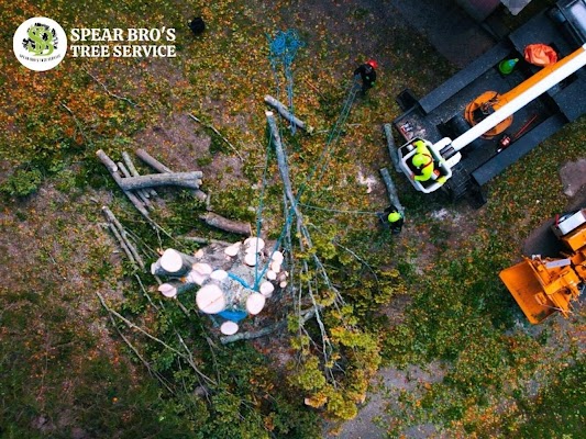 Elevating Safety And Precision: The Modern Approach To Tree Extraction In Connecticut