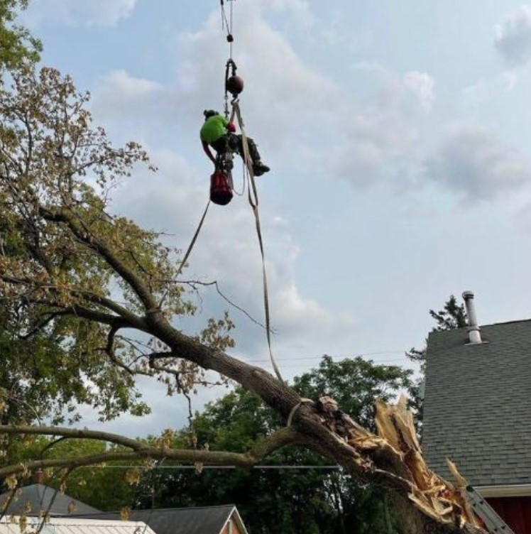 Pila Pros, LLC: Tree Removal Services in Genesee County